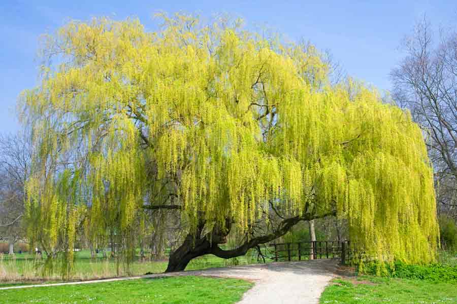 Salix (genere): Gli alberi delle aspirine