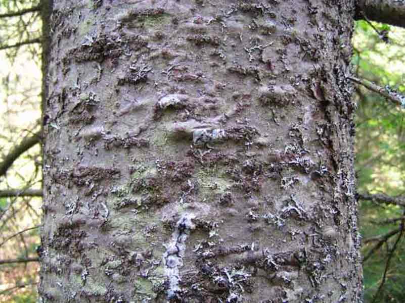 10 SEMI ABIES BALSAMEA ABETE BALSAMICO