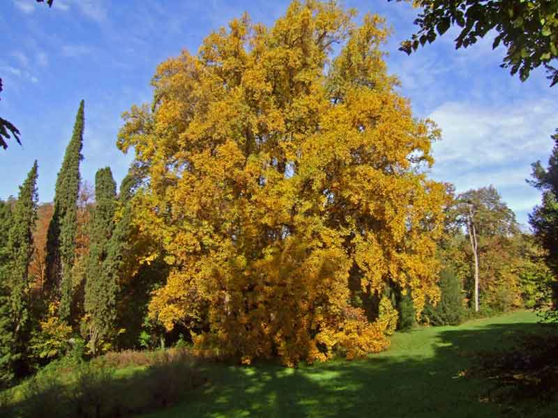 ALBERO DEI TULIPANI Il più alto d’Italia, forse