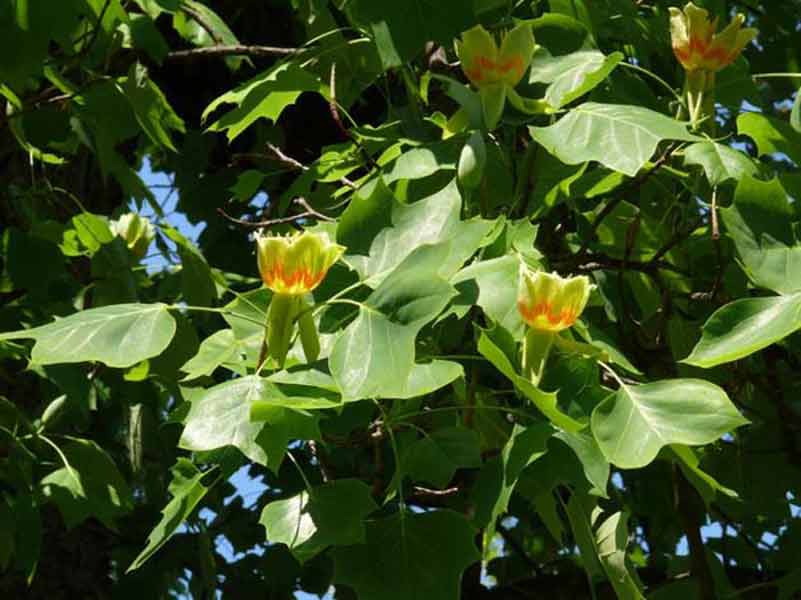 ALBERO DEI TULIPANI Il più alto d’Italia, forse