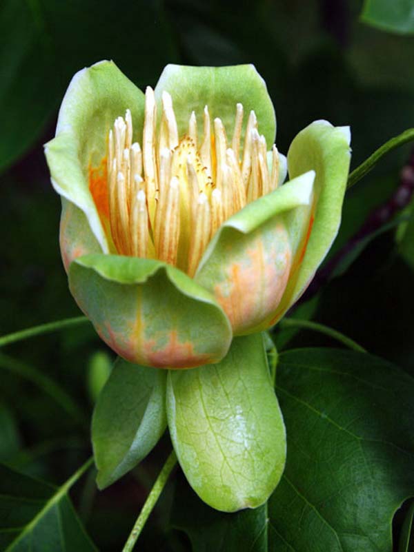 ALBERO DEI TULIPANI Il più alto d’Italia, forse