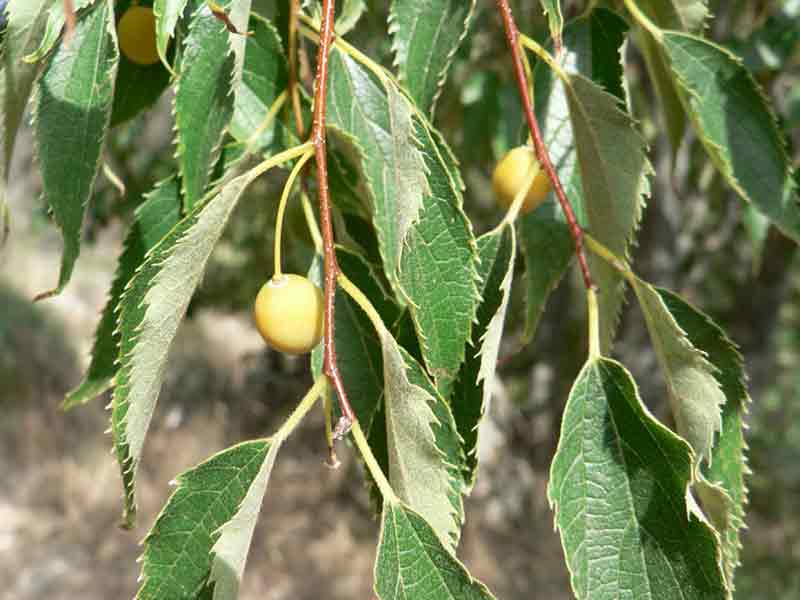 BAGOLARO Malgrado l’inquinamento
