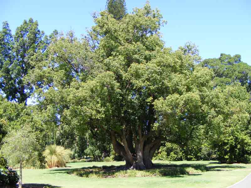 albero di canfora