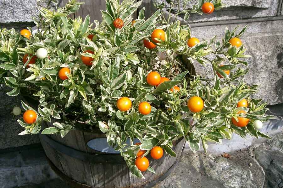 Semi di Ciliegia di Gerusalemme (Solanum pseudocapsicum) | 1,85