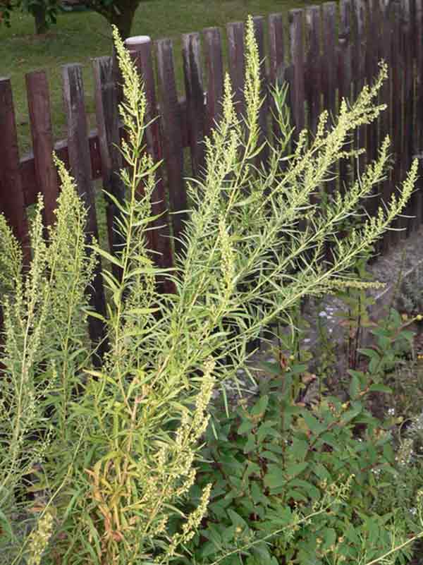 DRAGONCELLO L’erba del drago