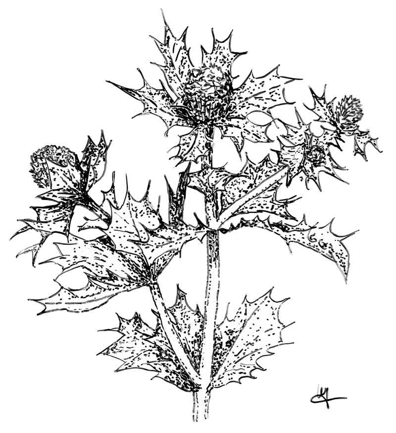 ERINGIO MARITTIMO A piedi nudi sulla spiaggia