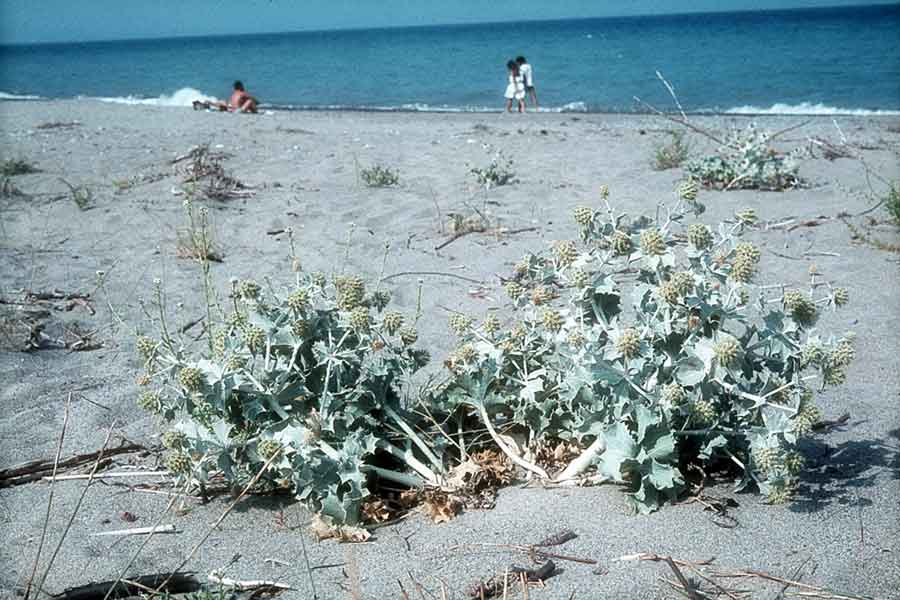 ERINGIO MARITTIMO A piedi nudi sulla spiaggia