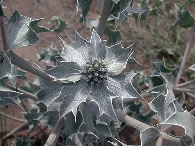 ERINGIO MARITTIMO A piedi nudi sulla spiaggia