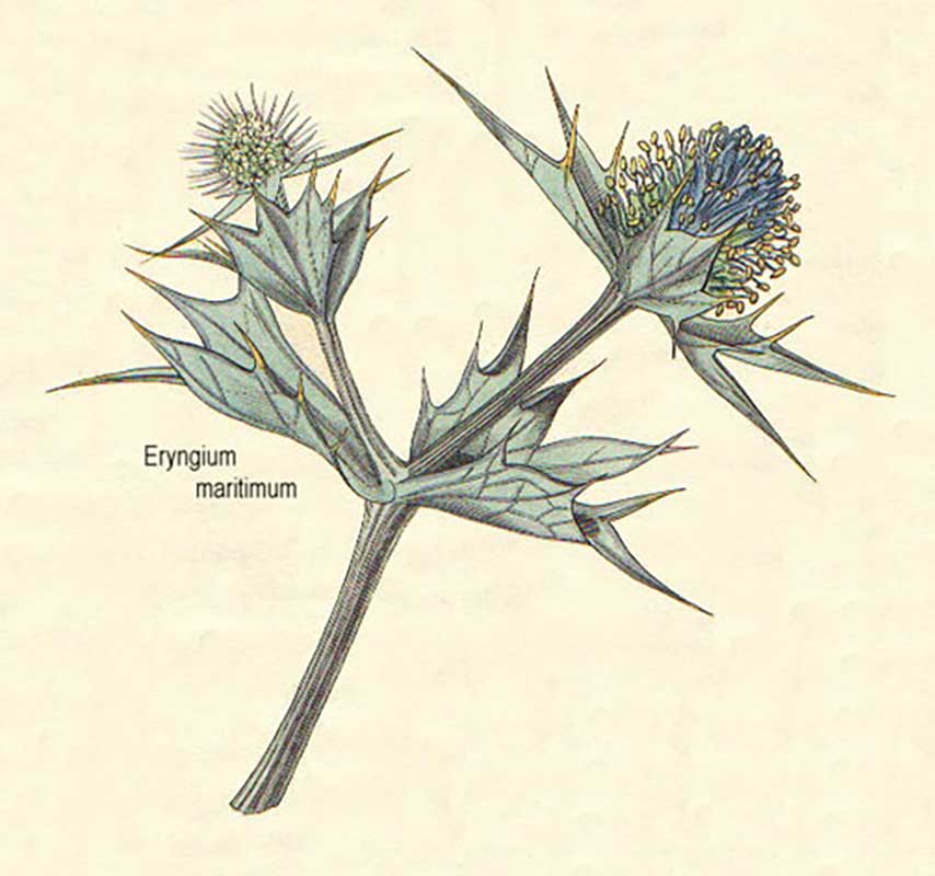 ERINGIO MARITTIMO A piedi nudi sulla spiaggia