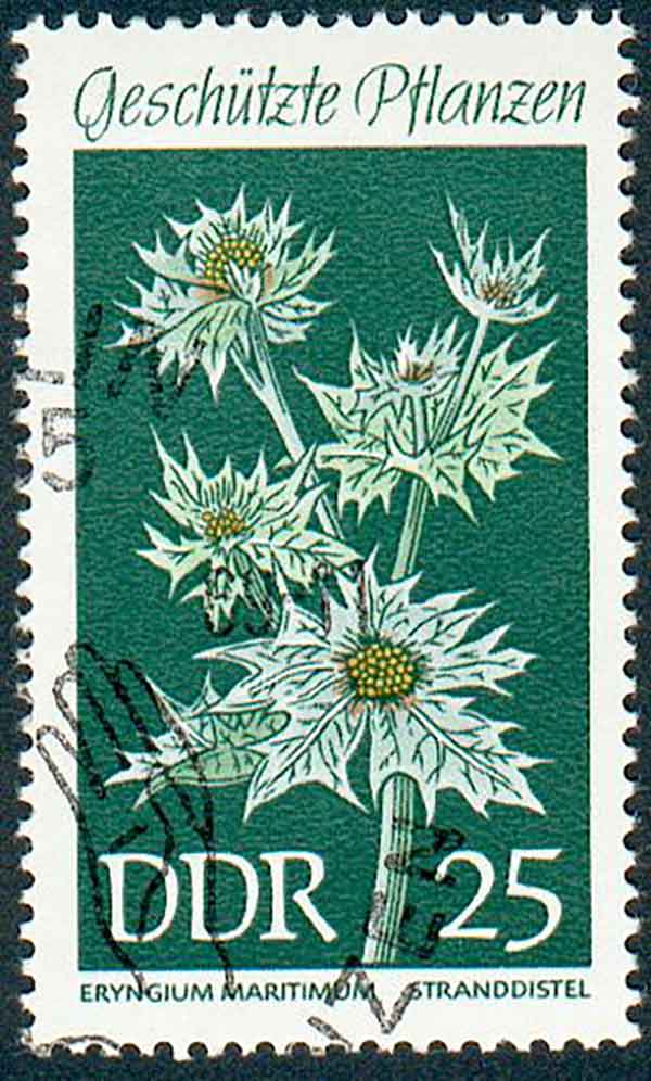 ERINGIO MARITTIMO A piedi nudi sulla spiaggia