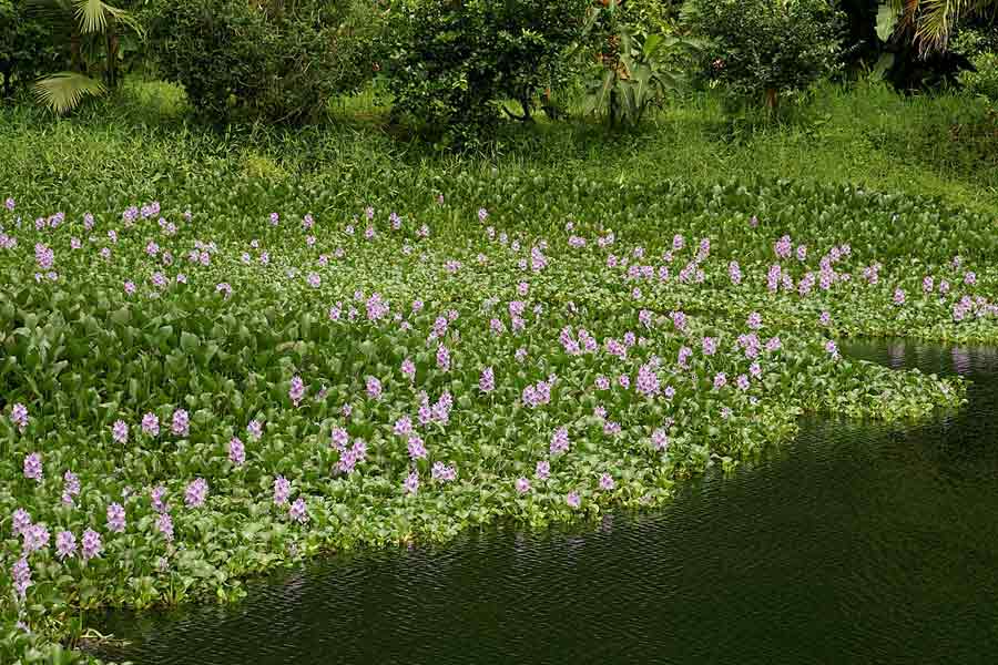 Risultati immagini per giacinti dâ€™acqua