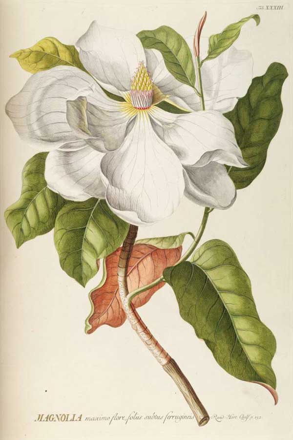 botanica fiori botanica fiori