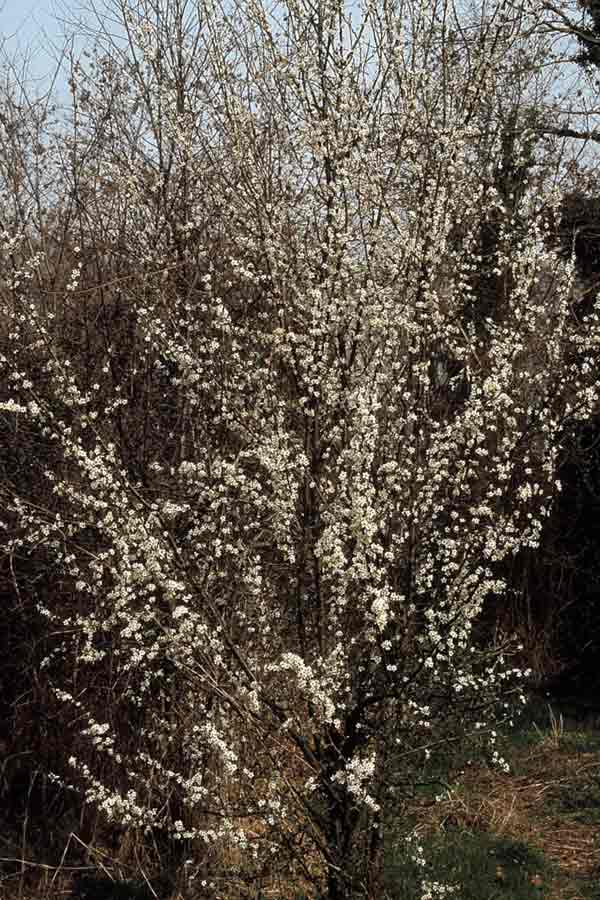 PRUNO SPINOSO La reinvenzione del patxaràn
