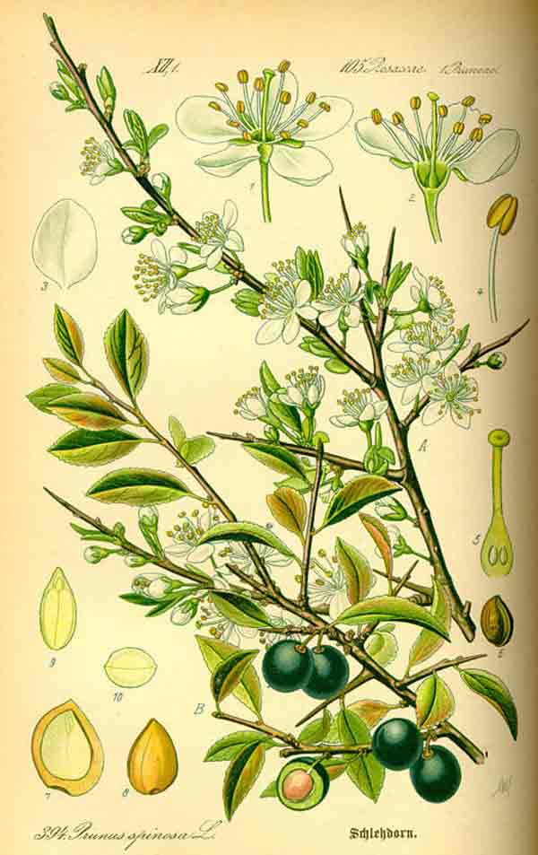 PRUNO SPINOSO La reinvenzione del patxaràn