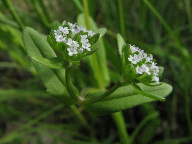 Songino E Valeriana Sono La Stessa Cosa