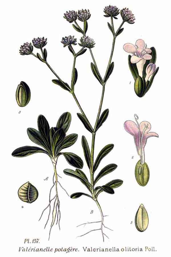Songino E Valeriana Sono La Stessa Cosa