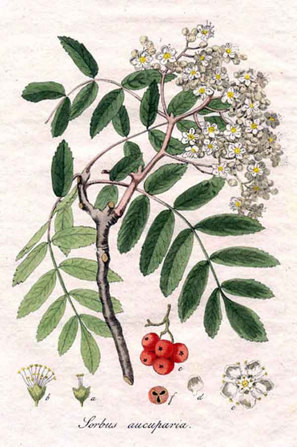 Sorbo Domestica In Vaso - Pianta Da Frutto Alta 170 Cm, Due - Foto 8