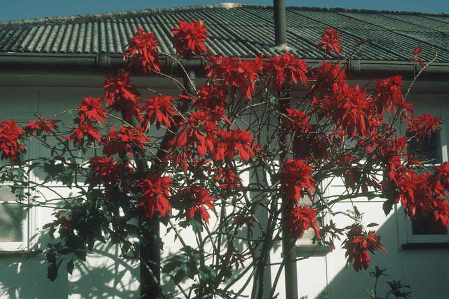 Le Stelle Di Natale Grandi Come Alberi Fiori E Foglie