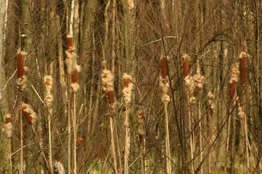 Tifa Tubi Da Non Toccare