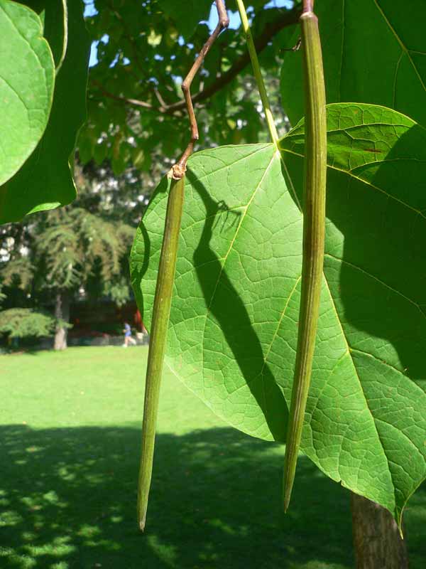 Catalpa Bignonioides, Ecco Come Coltivarla | Coltivazione Biologica