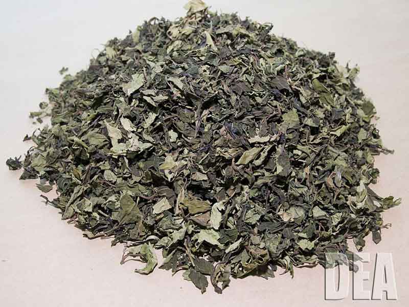 KHAT: La coca degli Arabi