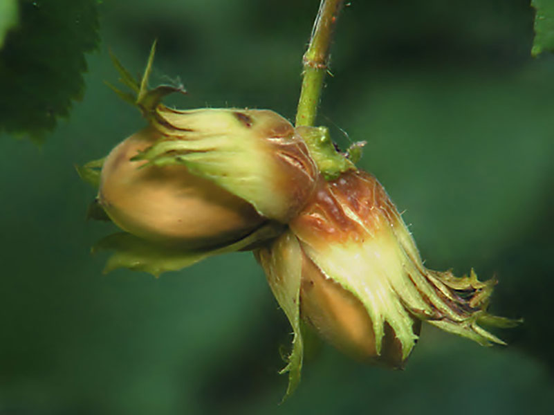 NOCCIOLO La bacchetta dei rabdomanti