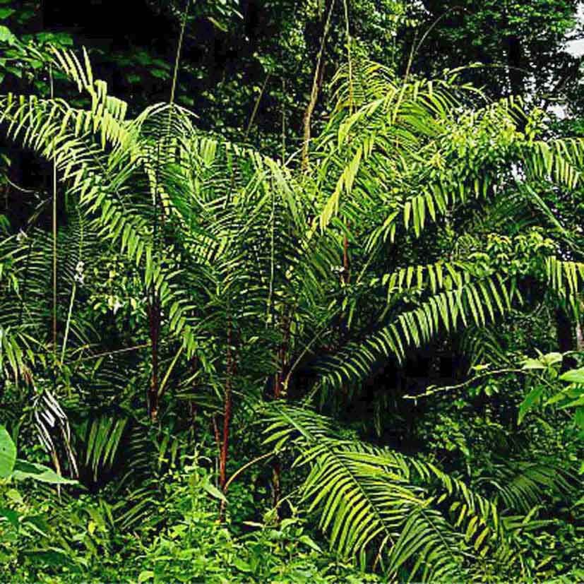 RATTAN: Rampicante come una palma